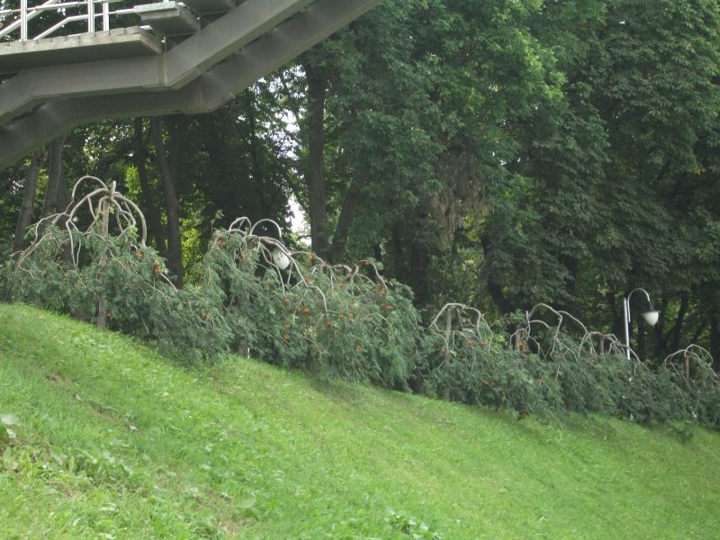 DSCF1763.JPG